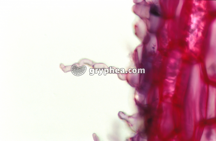 Racine de Ficaire - Poil absorbant (détail) x100 - gryphea.com